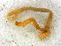  ( - RMNH.CHIL.735)  @11 [ ] CreativeCommons - Attribution Non-Commercial Share-Alike (2013) Unspecified Naturalis Biodiversity Center
