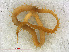  ( - RMNH.CHIL.736)  @11 [ ] CreativeCommons - Attribution Non-Commercial Share-Alike (2013) Unspecified Naturalis Biodiversity Center