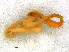  ( - RMNH.CHIL.737)  @11 [ ] CreativeCommons - Attribution Non-Commercial Share-Alike (2013) Unspecified Naturalis Biodiversity Center
