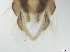  ( - RMNH.5091527)  @11 [ ] CreativeCommons - Attribution Non-Commercial Share-Alike (2018) Unspecified Naturalis Biodiversity Center