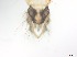  ( - RMNH.5091527)  @11 [ ] CreativeCommons - Attribution Non-Commercial Share-Alike (2018) Unspecified Naturalis Biodiversity Center