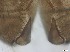  ( - RMNH.5091528)  @11 [ ] CreativeCommons - Attribution Non-Commercial Share-Alike (2018) Unspecified Naturalis Biodiversity Center