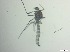  ( - RMNH.5091528)  @11 [ ] CreativeCommons - Attribution Non-Commercial Share-Alike (2018) Unspecified Naturalis Biodiversity Center