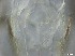  ( - RMNH.5091531)  @11 [ ] CreativeCommons - Attribution Non-Commercial Share-Alike (2018) Unspecified Naturalis Biodiversity Center