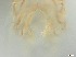  ( - RMNH.5091538)  @11 [ ] CreativeCommons - Attribution Non-Commercial Share-Alike (2018) Unspecified Naturalis Biodiversity Center