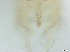  ( - RMNH.5091538)  @11 [ ] CreativeCommons - Attribution Non-Commercial Share-Alike (2018) Unspecified Naturalis Biodiversity Center