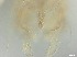  ( - RMNH.5091538)  @11 [ ] CreativeCommons - Attribution Non-Commercial Share-Alike (2018) Unspecified Naturalis Biodiversity Center