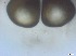  ( - RMNH.5091538)  @11 [ ] CreativeCommons - Attribution Non-Commercial Share-Alike (2018) Unspecified Naturalis Biodiversity Center