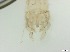  ( - RMNH.5091538)  @11 [ ] CreativeCommons - Attribution Non-Commercial Share-Alike (2018) Unspecified Naturalis Biodiversity Center