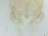  ( - RMNH.5091538)  @11 [ ] CreativeCommons - Attribution Non-Commercial Share-Alike (2018) Unspecified Naturalis Biodiversity Center