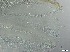  ( - RMNH.5091540)  @11 [ ] CreativeCommons - Attribution Non-Commercial Share-Alike (2018) Unspecified Naturalis Biodiversity Center