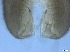  ( - RMNH.5091540)  @11 [ ] CreativeCommons - Attribution Non-Commercial Share-Alike (2018) Unspecified Naturalis Biodiversity Center