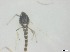  ( - RMNH.5091540)  @11 [ ] CreativeCommons - Attribution Non-Commercial Share-Alike (2018) Unspecified Naturalis Biodiversity Center
