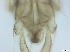  ( - RMNH.5091542)  @11 [ ] CreativeCommons - Attribution Non-Commercial Share-Alike (2018) Unspecified Naturalis Biodiversity Center