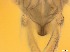  ( - RMNH.5091542)  @11 [ ] CreativeCommons - Attribution Non-Commercial Share-Alike (2018) Unspecified Naturalis Biodiversity Center