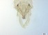  ( - RMNH.5091542)  @11 [ ] CreativeCommons - Attribution Non-Commercial Share-Alike (2018) Unspecified Naturalis Biodiversity Center