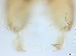  ( - RMNH.5091545)  @11 [ ] CreativeCommons - Attribution Non-Commercial Share-Alike (2018) Unspecified Naturalis Biodiversity Center