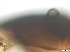  ( - RMNH.5091545)  @11 [ ] CreativeCommons - Attribution Non-Commercial Share-Alike (2018) Unspecified Naturalis Biodiversity Center