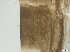  ( - RMNH.5091545)  @11 [ ] CreativeCommons - Attribution Non-Commercial Share-Alike (2018) Unspecified Naturalis Biodiversity Center