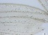  ( - RMNH.5091545)  @11 [ ] CreativeCommons - Attribution Non-Commercial Share-Alike (2018) Unspecified Naturalis Biodiversity Center