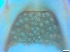  ( - RMNH.5091546)  @11 [ ] CreativeCommons - Attribution Non-Commercial Share-Alike (2018) Unspecified Naturalis Biodiversity Center