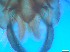  ( - RMNH.5091546)  @11 [ ] CreativeCommons - Attribution Non-Commercial Share-Alike (2018) Unspecified Naturalis Biodiversity Center