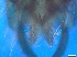  ( - RMNH.5091546)  @11 [ ] CreativeCommons - Attribution Non-Commercial Share-Alike (2018) Unspecified Naturalis Biodiversity Center