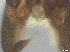 ( - RMNH.5091551)  @11 [ ] CreativeCommons - Attribution Non-Commercial Share-Alike (2018) Unspecified Naturalis Biodiversity Center