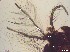  ( - RMNH.5091551)  @11 [ ] CreativeCommons - Attribution Non-Commercial Share-Alike (2018) Unspecified Naturalis Biodiversity Center