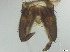  ( - RMNH.5091551)  @11 [ ] CreativeCommons - Attribution Non-Commercial Share-Alike (2018) Unspecified Naturalis Biodiversity Center