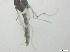  ( - RMNH.5091553)  @11 [ ] CreativeCommons - Attribution Non-Commercial Share-Alike (2018) Unspecified Naturalis Biodiversity Center