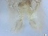  ( - RMNH.5091553)  @11 [ ] CreativeCommons - Attribution Non-Commercial Share-Alike (2018) Unspecified Naturalis Biodiversity Center