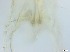  ( - RMNH.5091554)  @11 [ ] CreativeCommons - Attribution Non-Commercial Share-Alike (2018) Unspecified Naturalis Biodiversity Center