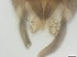  ( - RMNH.5091562)  @11 [ ] CreativeCommons - Attribution Non-Commercial Share-Alike (2018) Unspecified Naturalis Biodiversity Center