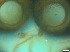  ( - RMNH.5091562)  @11 [ ] CreativeCommons - Attribution Non-Commercial Share-Alike (2018) Unspecified Naturalis Biodiversity Center