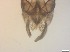  ( - RMNH.5091562)  @11 [ ] CreativeCommons - Attribution Non-Commercial Share-Alike (2018) Unspecified Naturalis Biodiversity Center