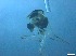  ( - RMNH.5091562)  @11 [ ] CreativeCommons - Attribution Non-Commercial Share-Alike (2018) Unspecified Naturalis Biodiversity Center