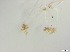  ( - RMNH.5091563)  @11 [ ] CreativeCommons - Attribution Non-Commercial Share-Alike (2018) Unspecified Naturalis Biodiversity Center