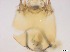  ( - RMNH.5091564)  @11 [ ] CreativeCommons - Attribution Non-Commercial Share-Alike (2018) Unspecified Naturalis Biodiversity Center