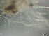  ( - RMNH.5091564)  @11 [ ] CreativeCommons - Attribution Non-Commercial Share-Alike (2018) Unspecified Naturalis Biodiversity Center