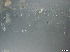 ( - RMNH.5091564)  @11 [ ] CreativeCommons - Attribution Non-Commercial Share-Alike (2018) Unspecified Naturalis Biodiversity Center