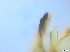  ( - RMNH.5091564)  @11 [ ] CreativeCommons - Attribution Non-Commercial Share-Alike (2018) Unspecified Naturalis Biodiversity Center