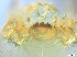  ( - RMNH.5091564)  @11 [ ] CreativeCommons - Attribution Non-Commercial Share-Alike (2018) Unspecified Naturalis Biodiversity Center