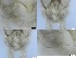  ( - RMNH.5091566)  @11 [ ] CreativeCommons - Attribution Non-Commercial Share-Alike (2018) Unspecified Naturalis Biodiversity Center