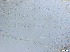  ( - RMNH.5091567)  @11 [ ] CreativeCommons - Attribution Non-Commercial Share-Alike (2018) Unspecified Naturalis Biodiversity Center