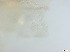  ( - RMNH.5091568)  @11 [ ] CreativeCommons - Attribution Non-Commercial Share-Alike (2018) Unspecified Naturalis Biodiversity Center