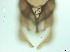  ( - RMNH.5091571)  @11 [ ] CreativeCommons - Attribution Non-Commercial Share-Alike (2018) Unspecified Naturalis Biodiversity Center
