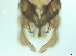  ( - RMNH.5091571)  @11 [ ] CreativeCommons - Attribution Non-Commercial Share-Alike (2018) Unspecified Naturalis Biodiversity Center