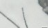  ( - RMNH.5091577)  @11 [ ] CreativeCommons - Attribution Non-Commercial Share-Alike (2018) Unspecified Naturalis Biodiversity Center