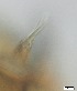  (Smittia gr._aquatilis - RMNH.5091578)  @11 [ ] CreativeCommons - Attribution Non-Commercial Share-Alike (2018) Unspecified Naturalis Biodiversity Center